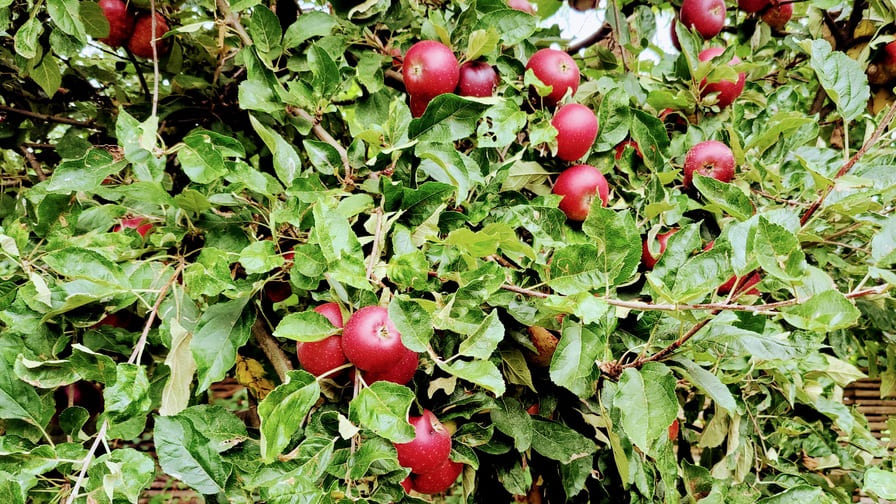 Æbletræ med lavthængende frugter